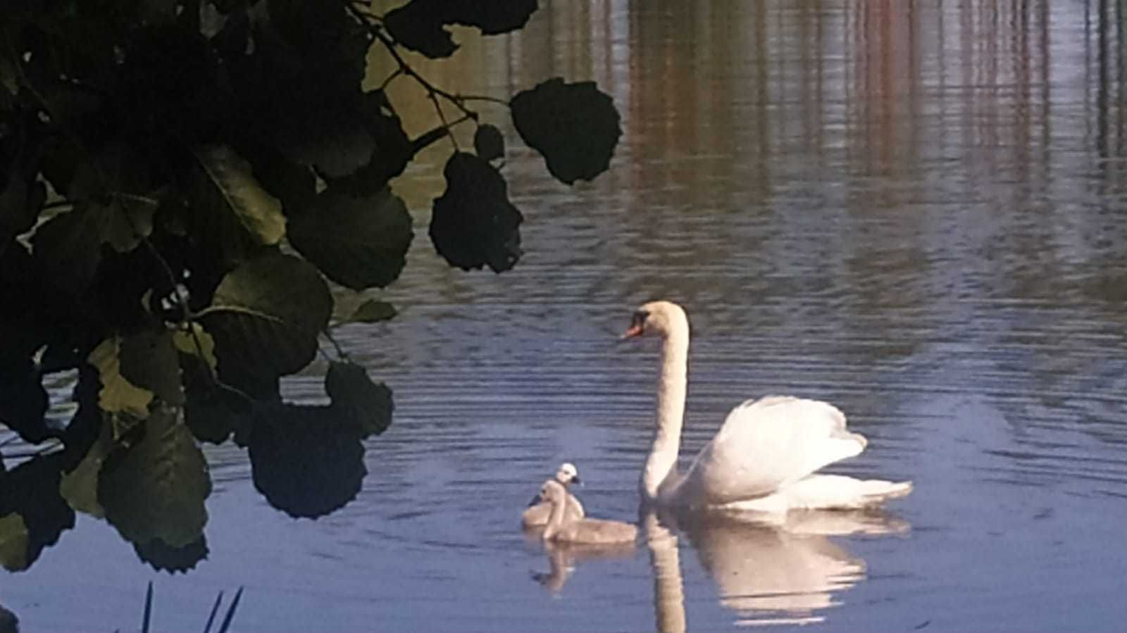 Kaszuby - Dom nad jeziorem z balią opalaną drewnem i bilardem