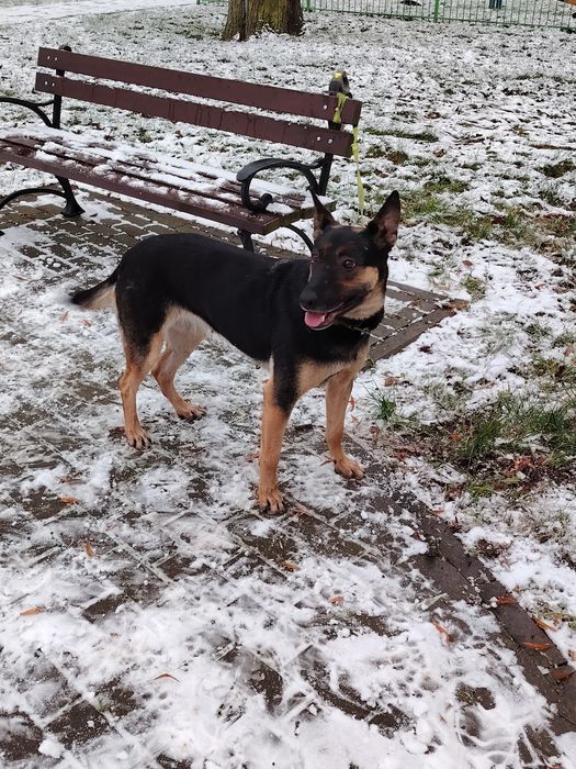 Owczarek Belgijski oddam max 50km