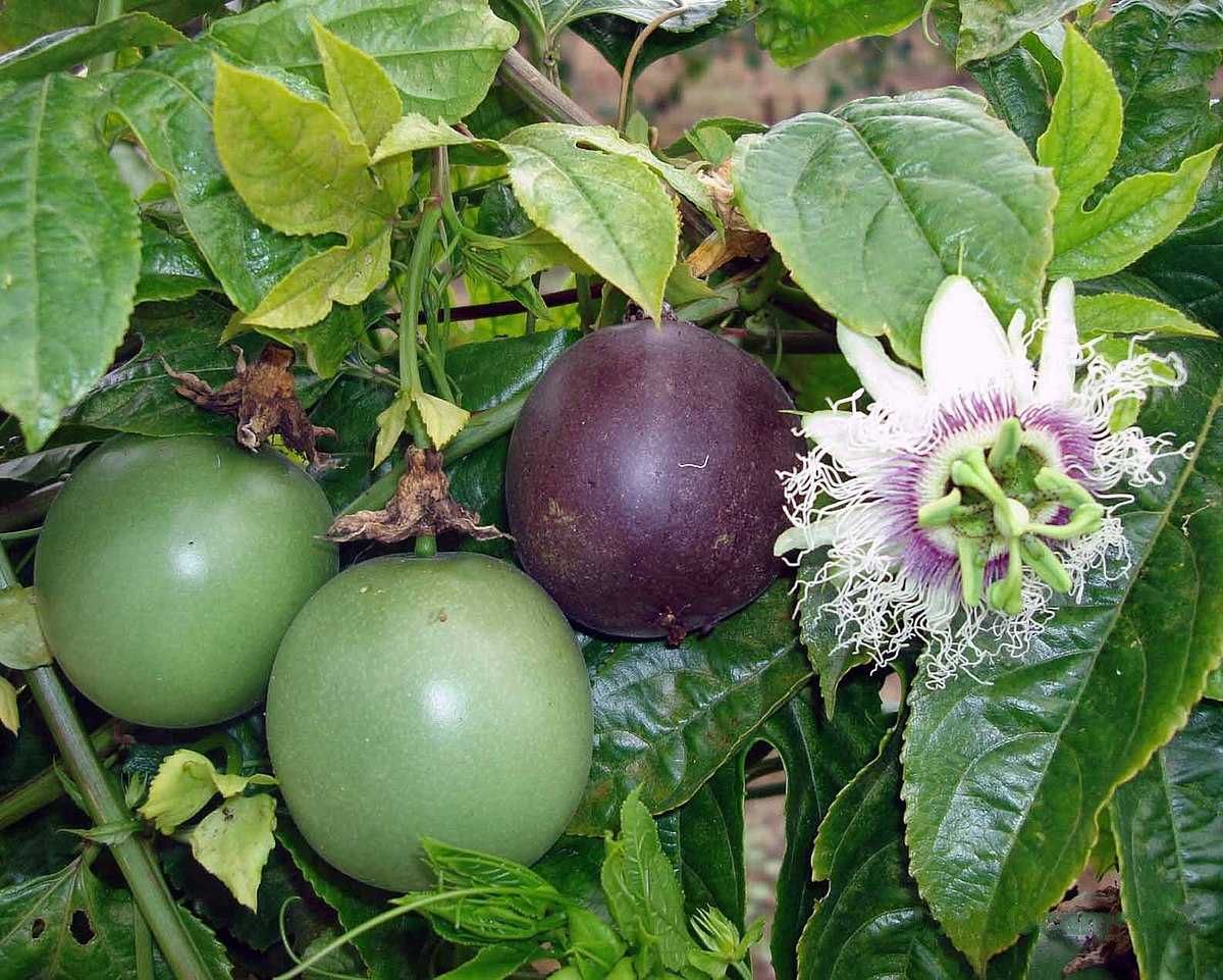 MARAKUJA Passiflora edulis+GRATISY