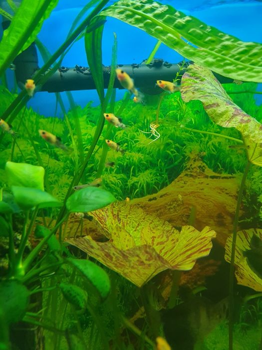 Sprzedam młode molinezja. Slimaki Helenki. Krewetki