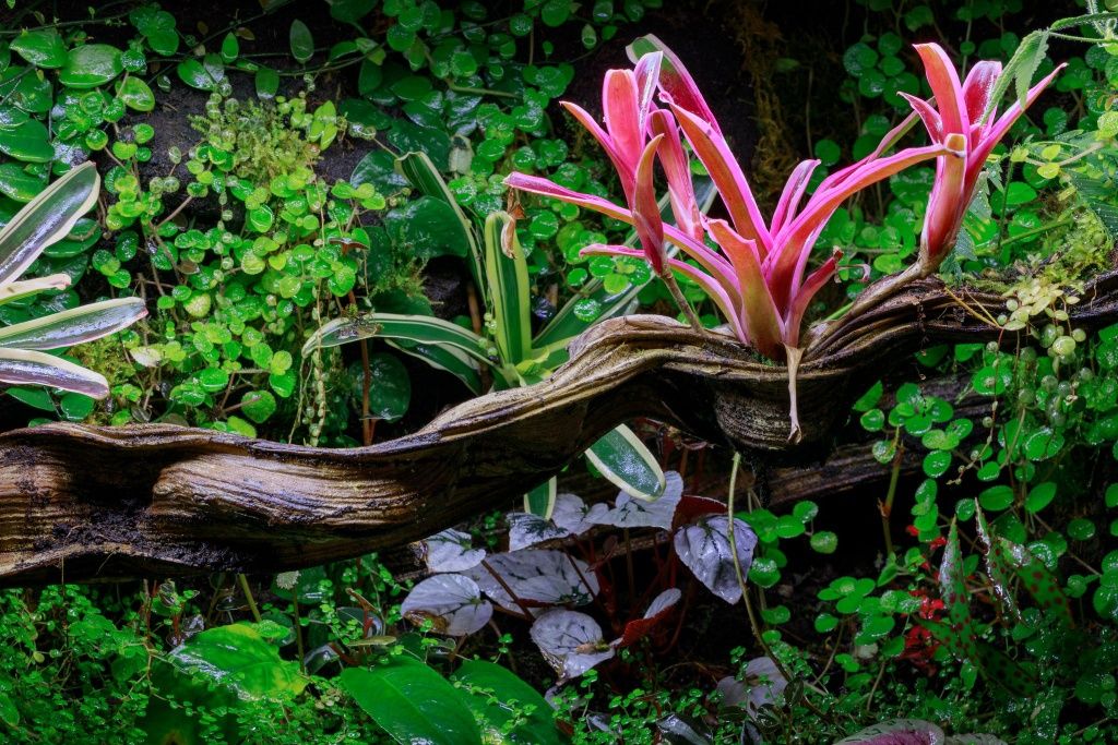 Terrarium tropikalne 40x40x60 gekon