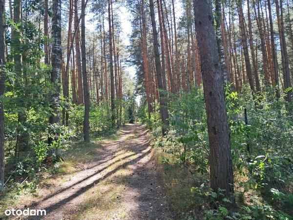 Syndyk sprzeda 1/2 w nieruchomości Skierniewice