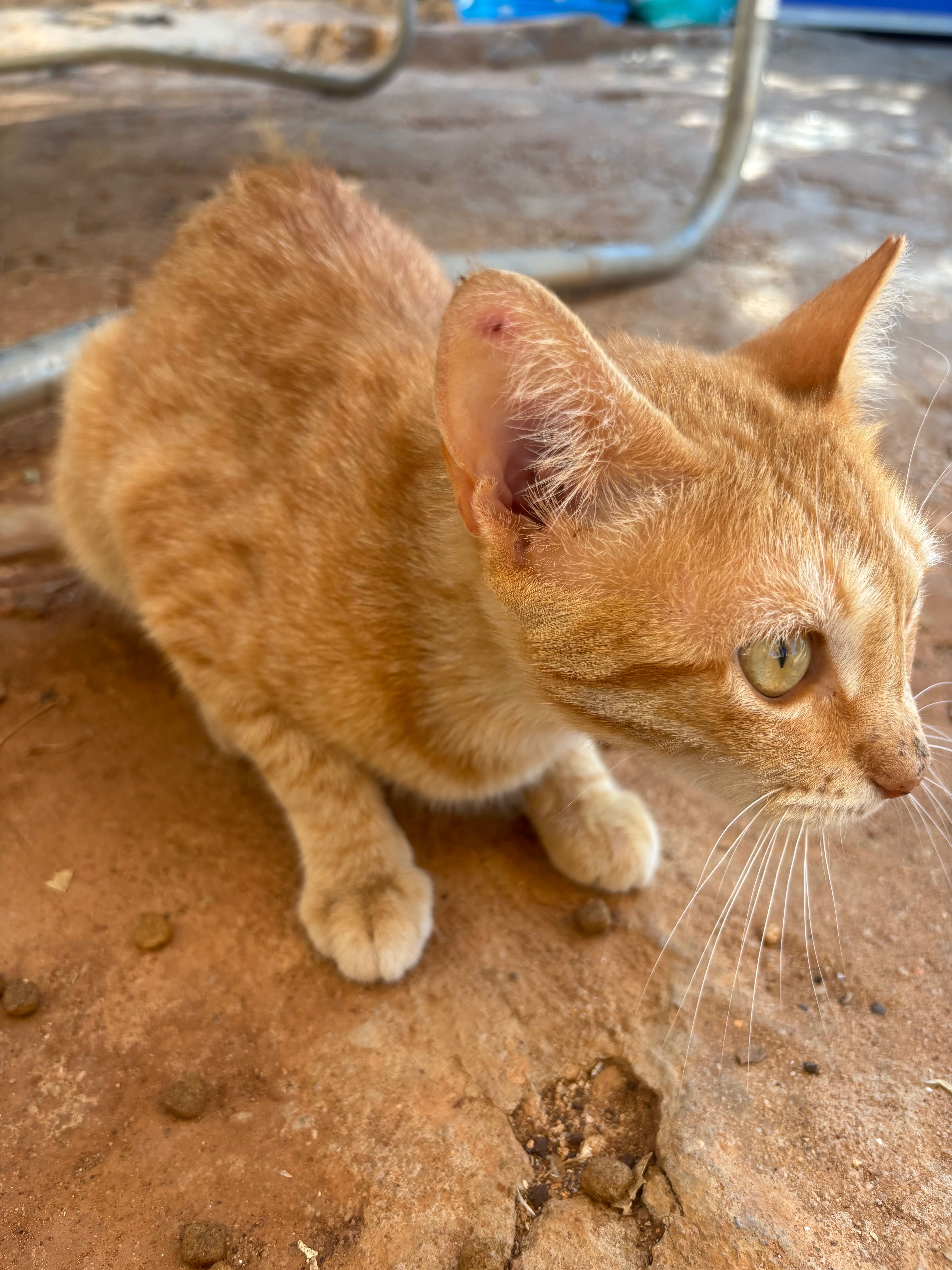 Gatinha para adopcao