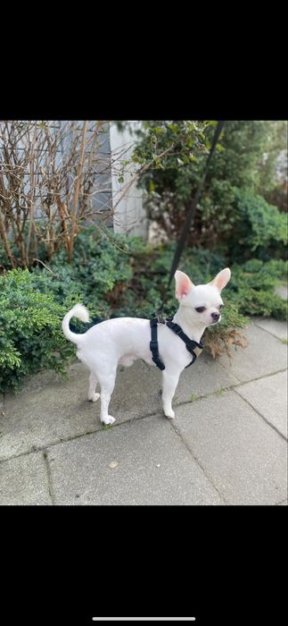 Вязка чихуахуа кобель