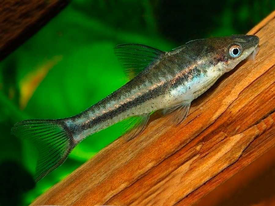 Otosek przyujściowy - Otocinclus affinis - Otos - na glony