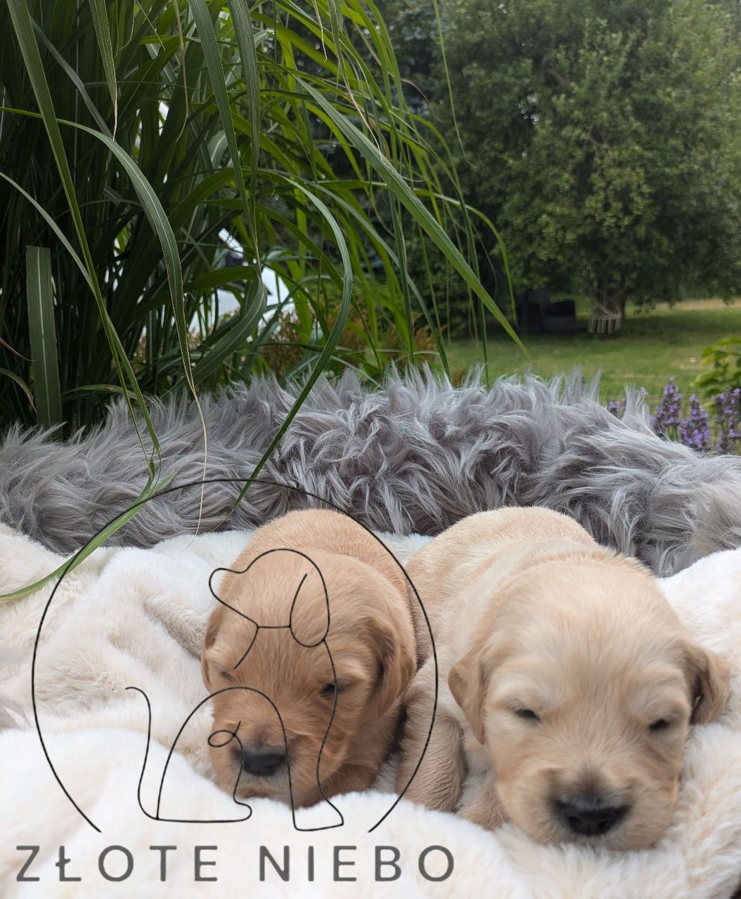 Golden Retriever/szczeniak/po championie/rodowód
