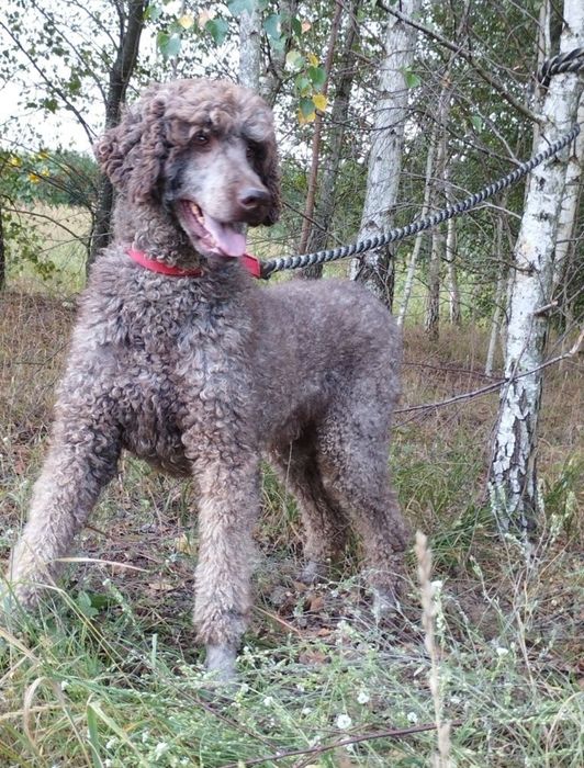 Pudel duży królewski sunia