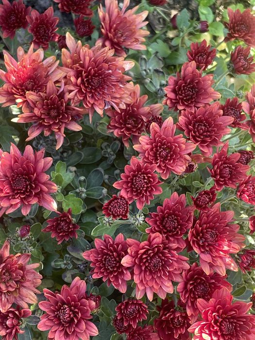 Chryzantemy mrozoodporne ,długo kwitnące