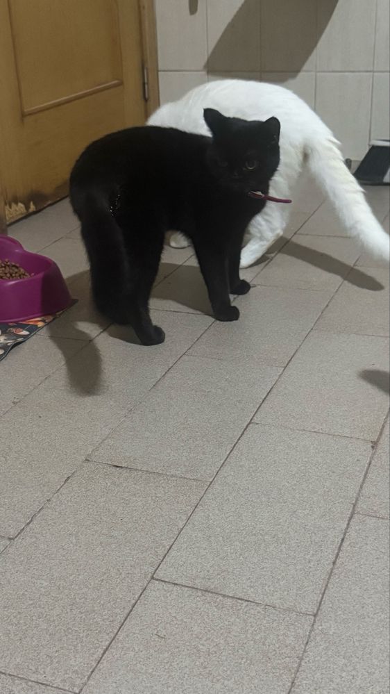 Gatinhos lindos adoção