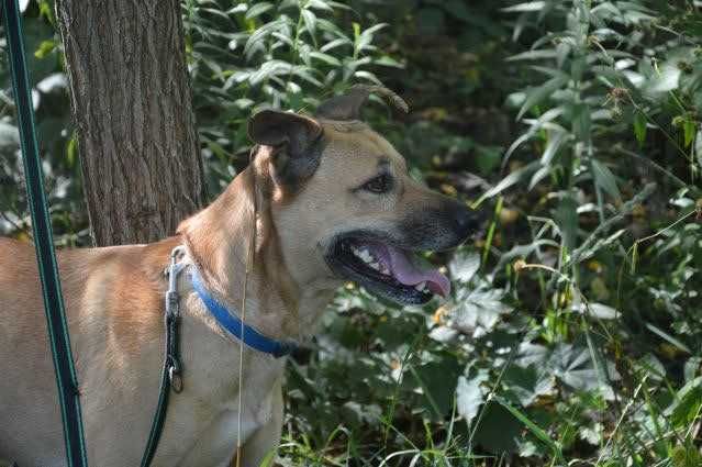 Blondie - poleca się do adopcji
