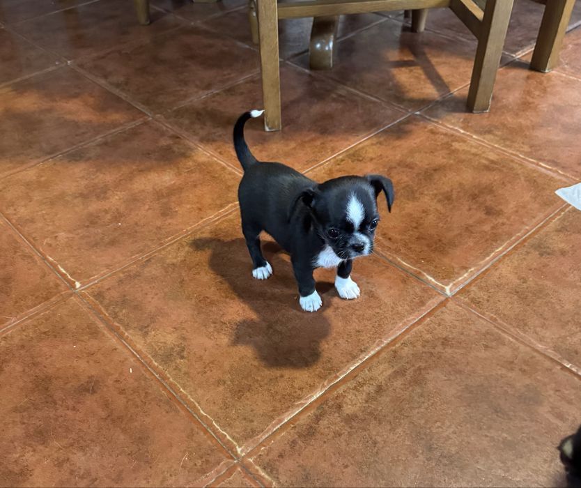 Chihuahua macho lindo