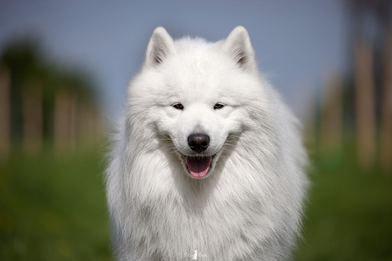 Pies reproduktor samoyed FCI/ ZKwP