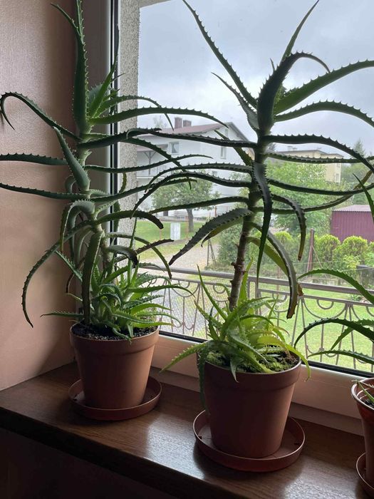 Kaktusy aloes lecznicze