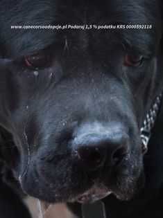 Dora w typie cane corso do adopcji.