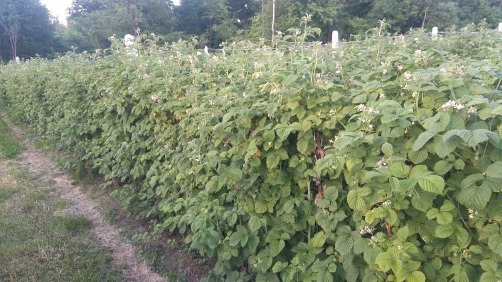 Sadzonki malin wczesne ,póżnne Sugana inne Wysyłka