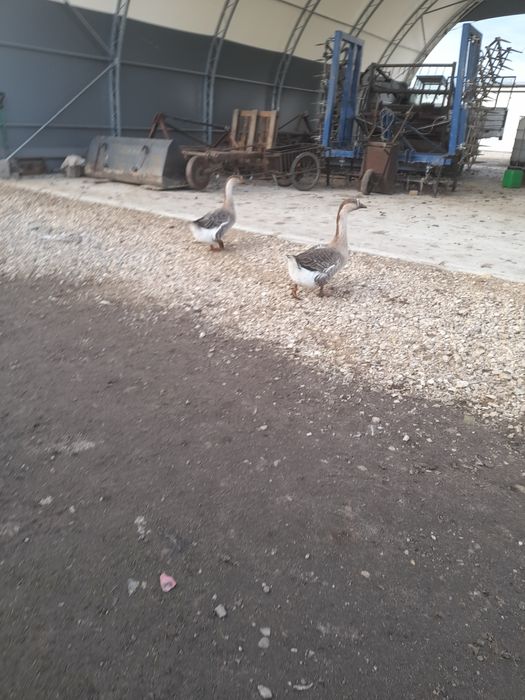 Gęsi szare 2 sztuki