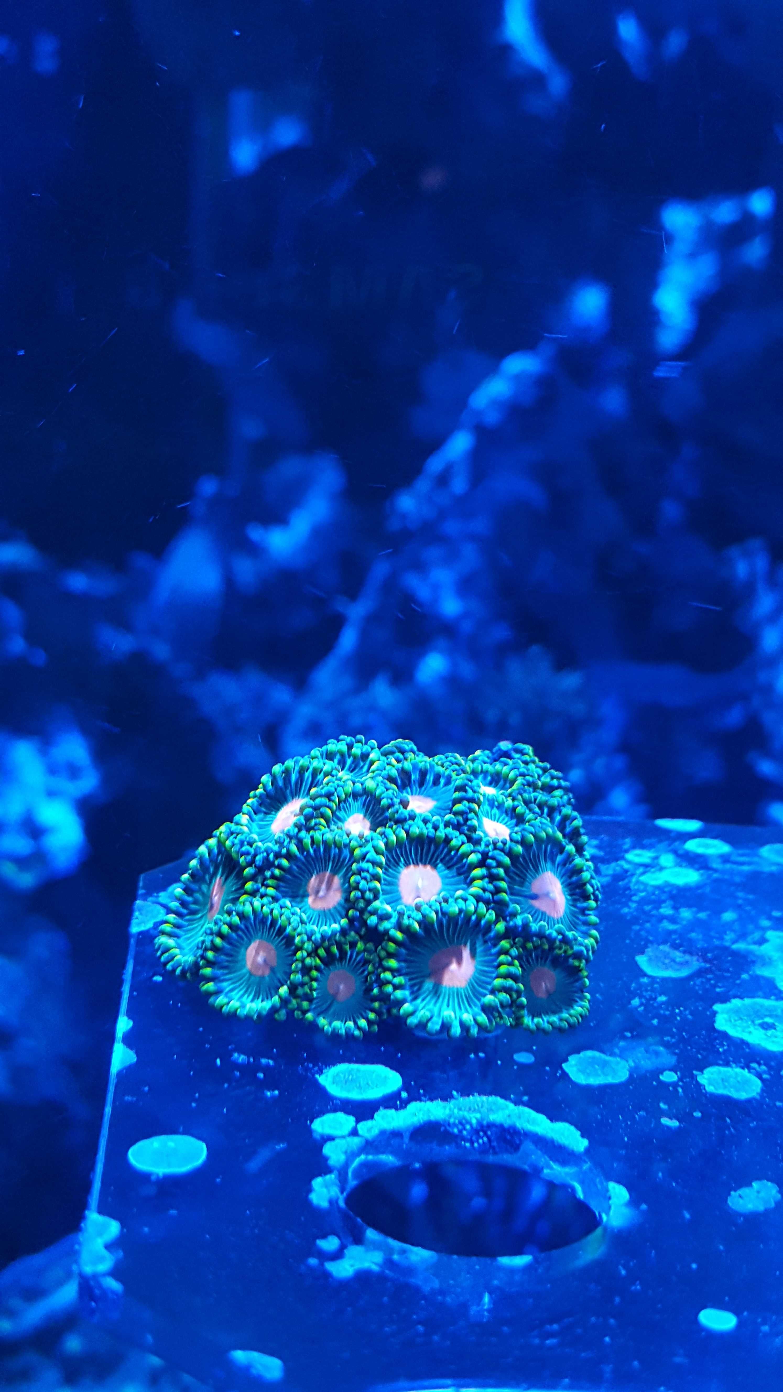 Zoanthus - koralowiec miękki