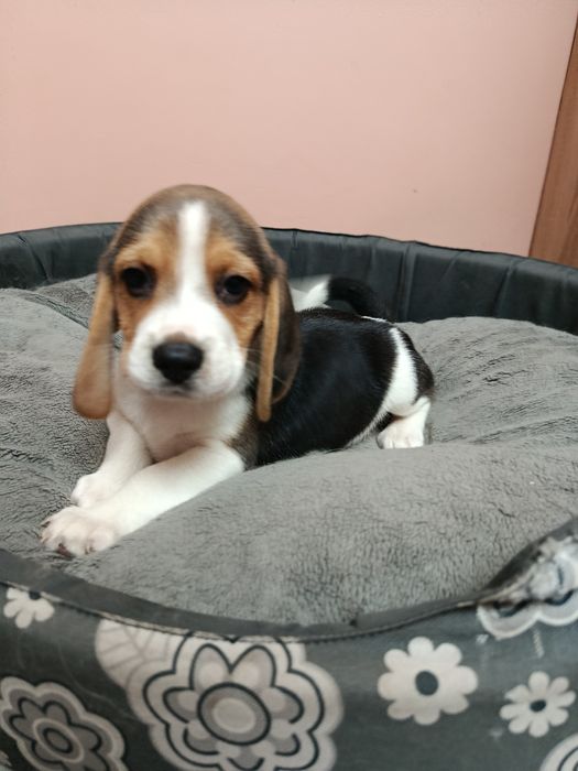 Śliczny piesek Beagle