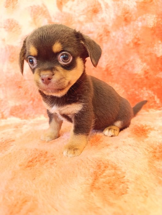 Шоколадний богатир для люблячої родини