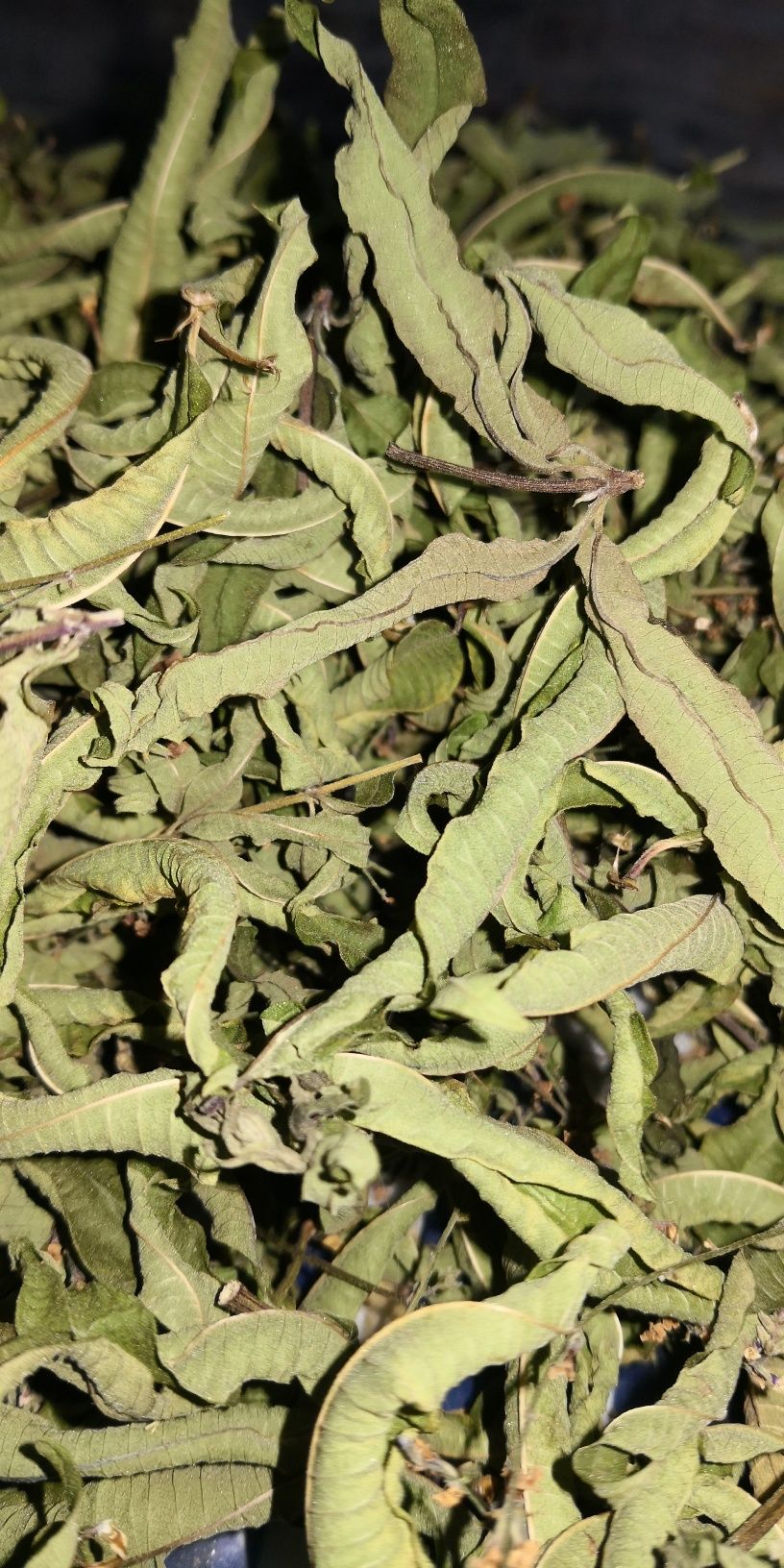 Folhas Lúcia-Lima - Limonete secas