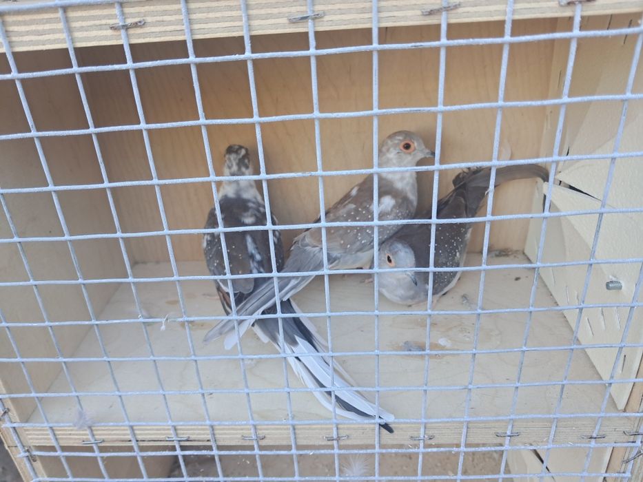 Gołąbki Diamentowe Szek Młode