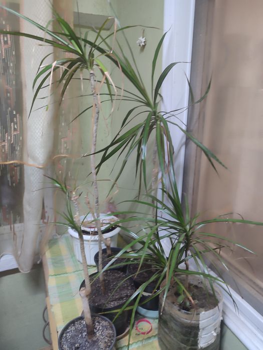 Вазон пальма Драцена.