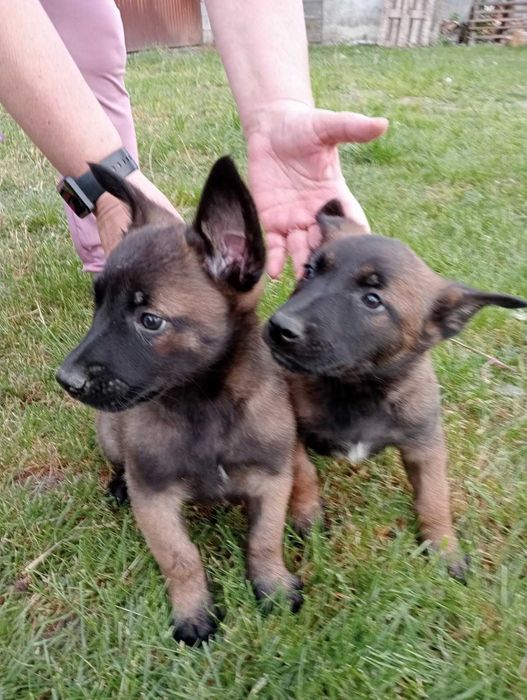 Owczarek belgijski malinois