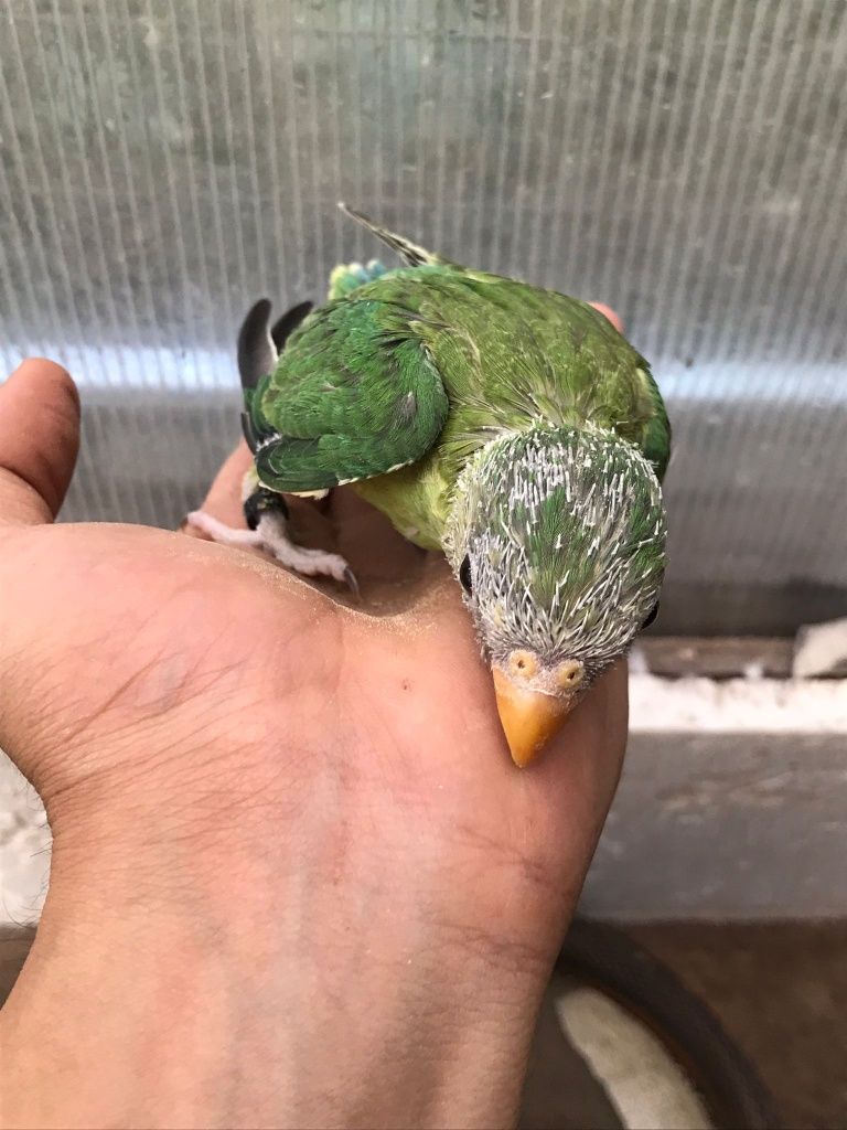 Cabeça de ameixa/ Pyhrra para criar á mão