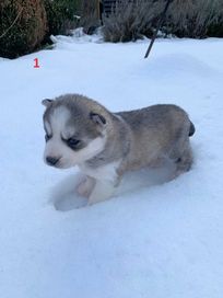 Syberian Husky - szczeniak - suczka