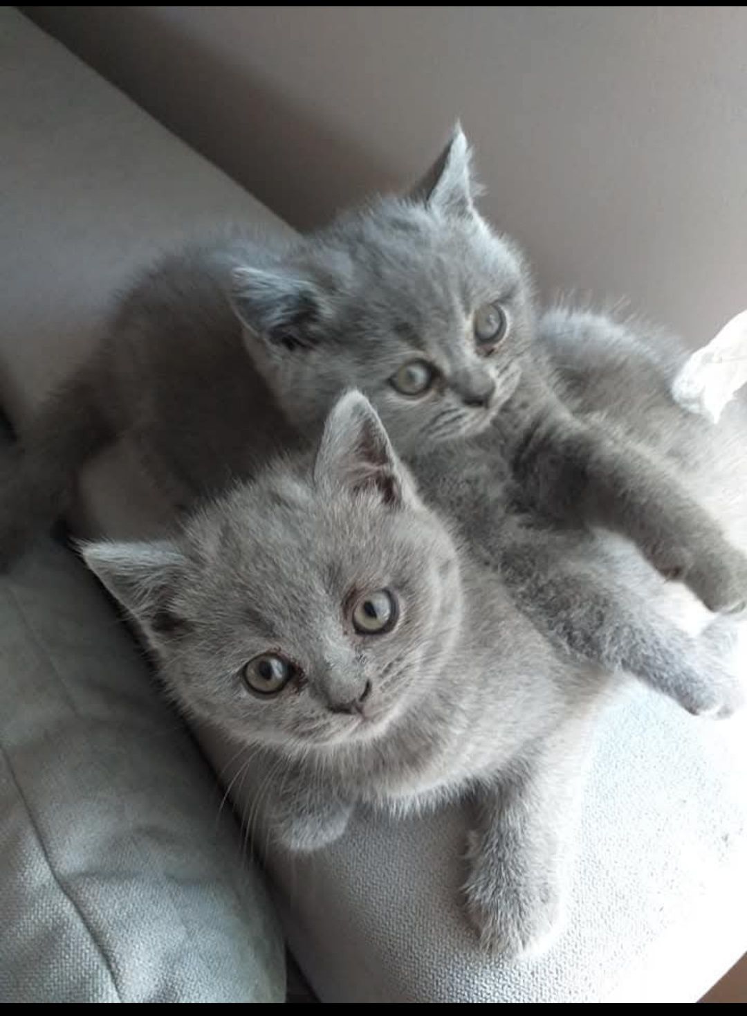 Kocurek gotowy do odbioru