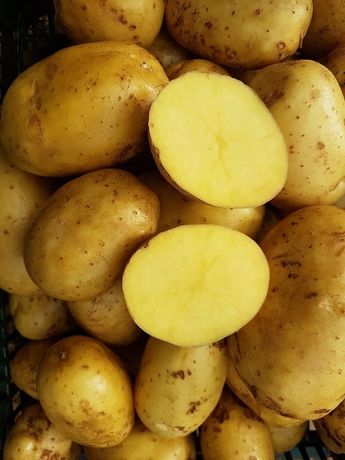 Ziemniaki jadalne żółte cena za worek 25kg