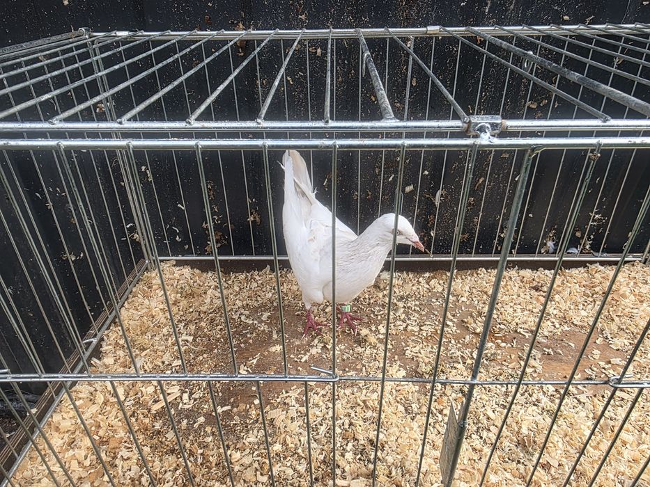 Samczyk perłowy masłowe sercowy