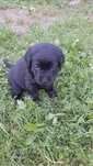 Labrador retriver