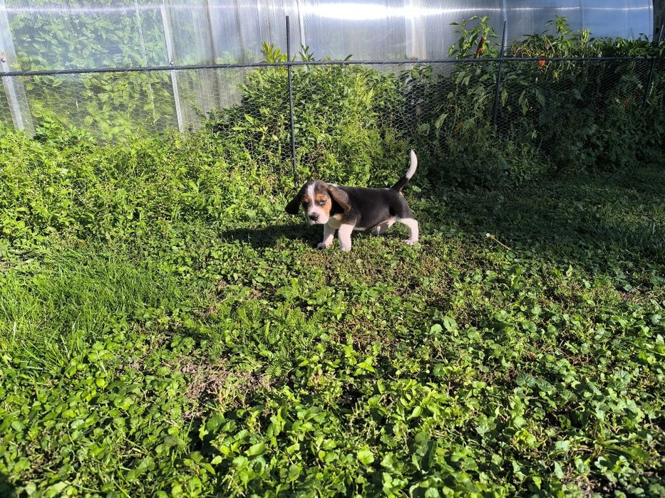 Przeuroczy szczeniaczek Beagle