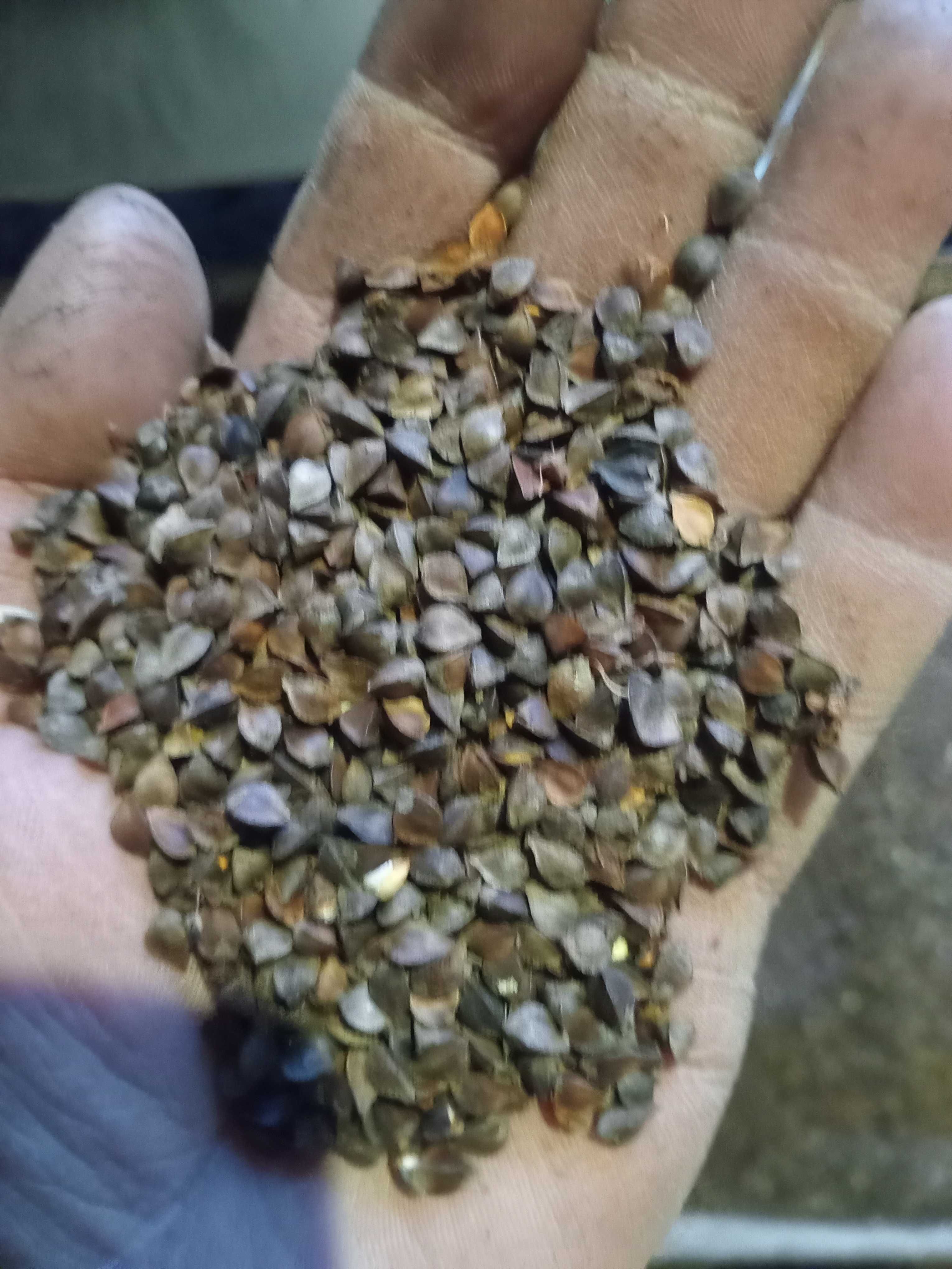 Продам гречку арно