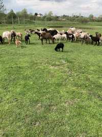 Owce i baranki dorper barbados