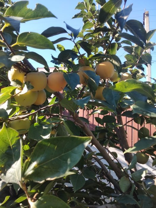 ХУРМА САЖЕНЦЫ  ПРОДАМ, ДАР СОФИЕВКИ, виргинская .инжир , гранат, ки