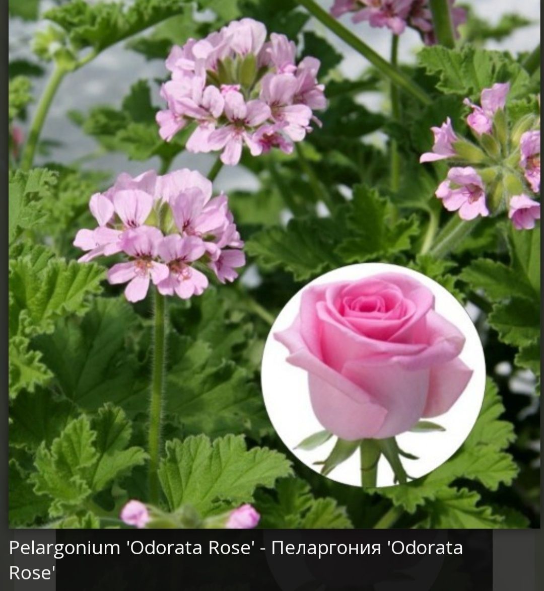 Пеларгония Grandeur Odorata Rose