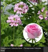 Пеларгония Grandeur Odorata Rose