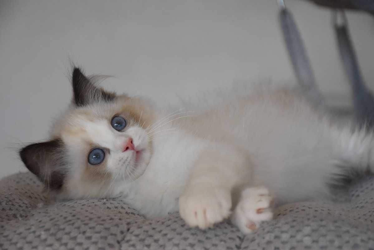 Ragdoll kocurek Simba z rodowodem FIFe - Seal Bicolor