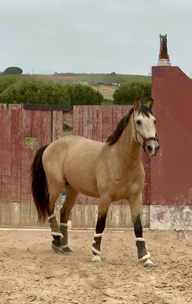 Baio Lusitano 3 anos Montado