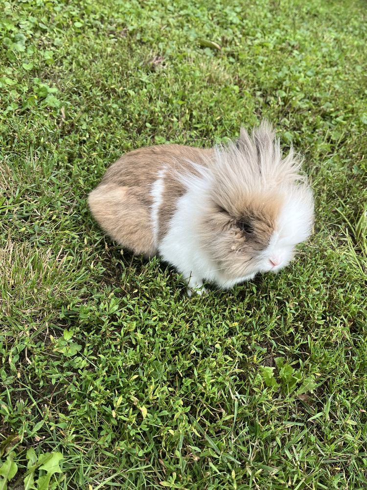 Króczek teddy samiec