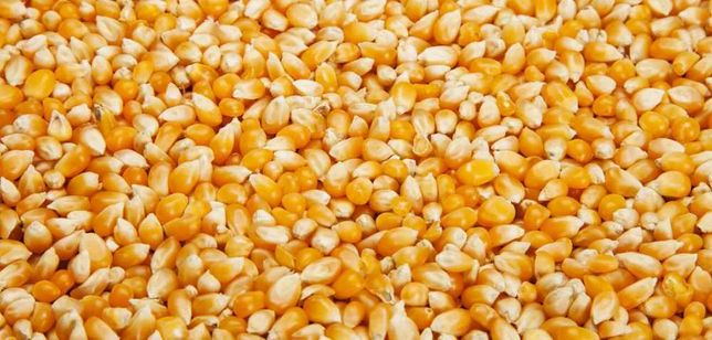 Kukurydza sucha, zbiór 2022, luz, big-bag lub workowana