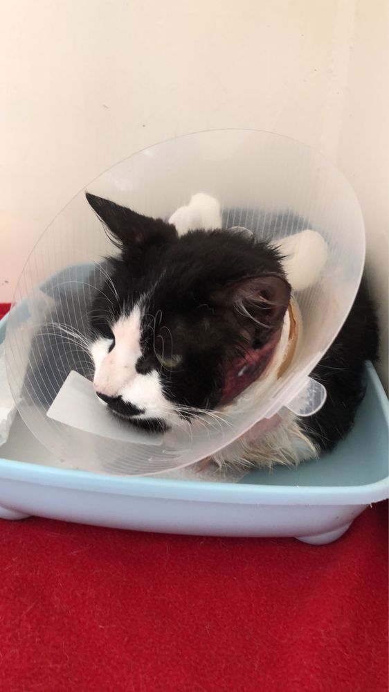 Yinyang - Gato procura familia fe acolhimento