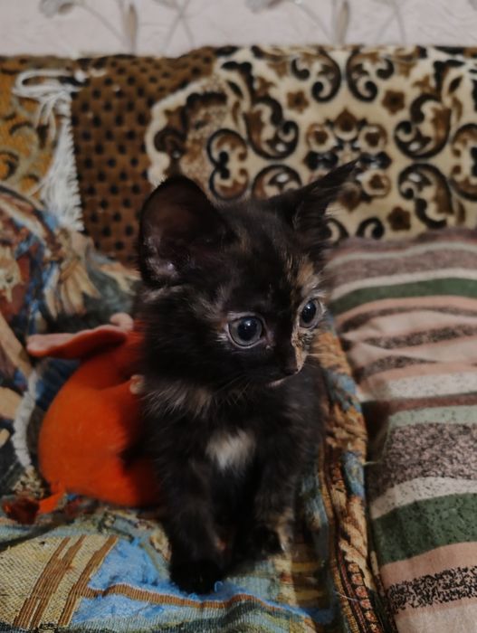 Кошка и котята девочки