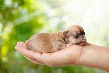 Chihuahua XX cor bege