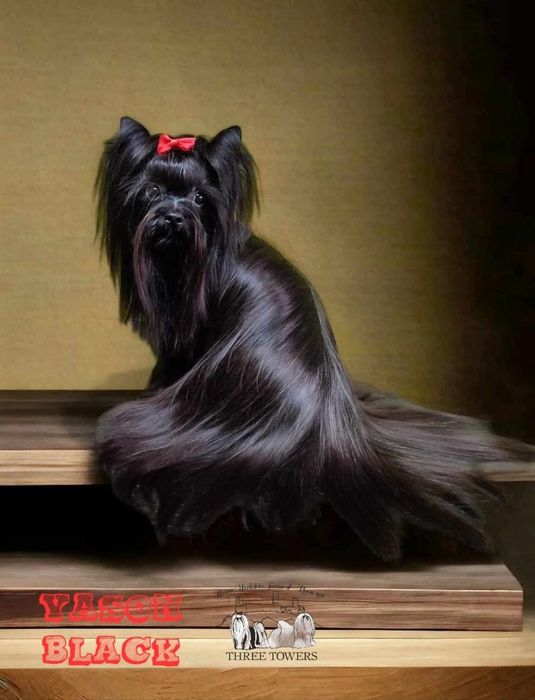 Czarna suczka Yorkshire Terrier, york