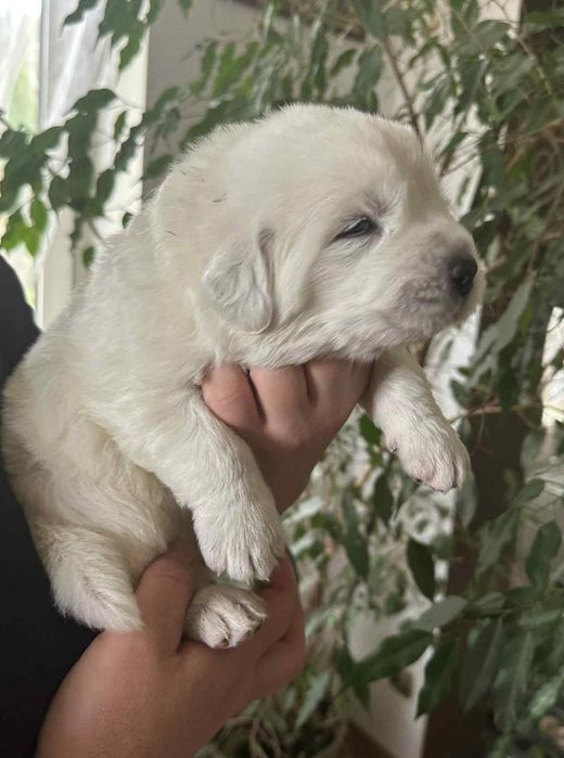 Owczarek Podhalański suczka