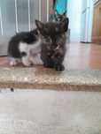 Dou gatinho  muito fofo