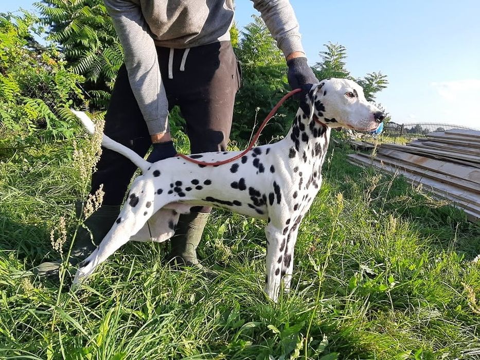 Dalmatyńczyk suczka i pies
